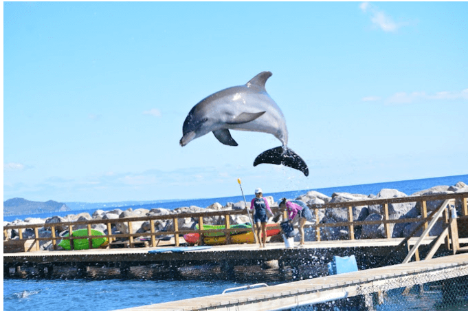 Experience the Ultimate Dolphin Swim with Dolphins Program in Saint Kitts