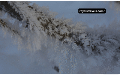 Feather Snow Road Location: A Hidden Winter Wonderland You Must Discover