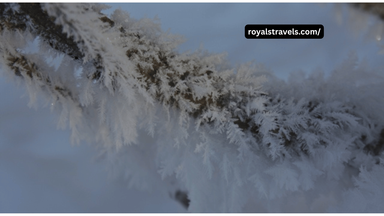 Snow-covered Feather Snow Road winding through pine trees in a remote mountain region during winter