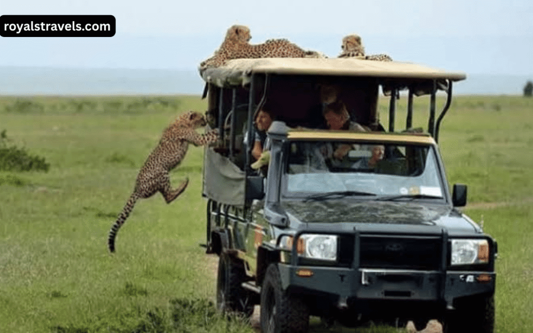 Safari In The Masai Mara