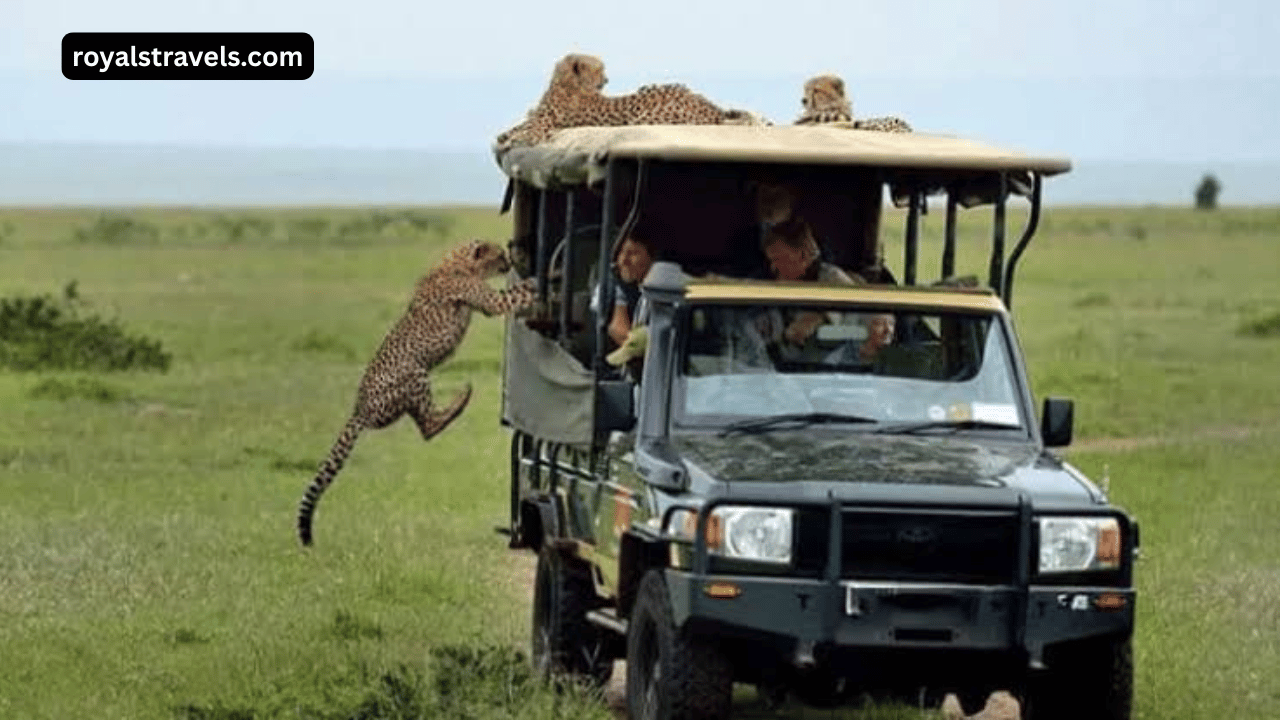 Safari jeep watching lions in the Masai Mara grasslands